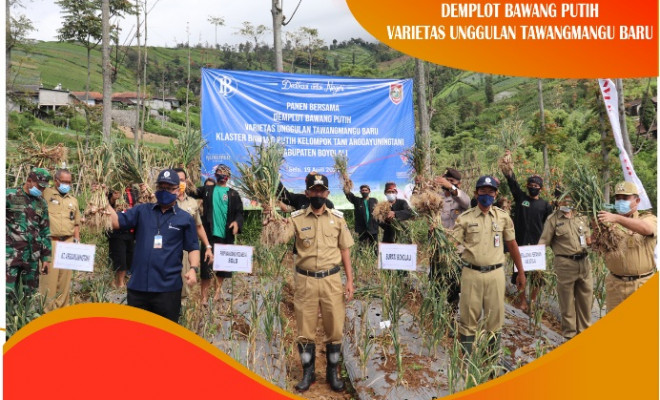Panen Bawang Putih besama Bupati Boyolali